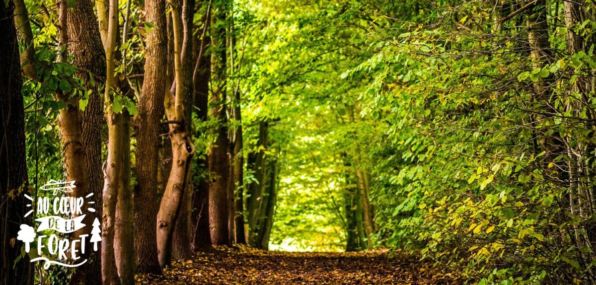 Forêt de Sévailles