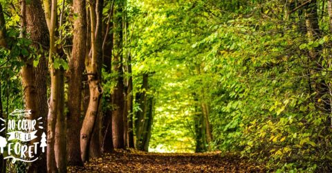 Forêt de Sévailles